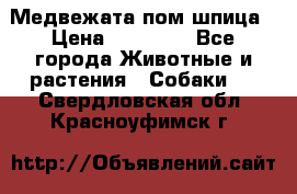 Медвежата пом шпица › Цена ­ 40 000 - Все города Животные и растения » Собаки   . Свердловская обл.,Красноуфимск г.